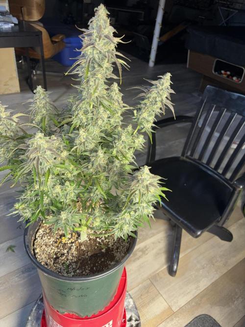 Grape Ape/Cookie Gelato. Week 11