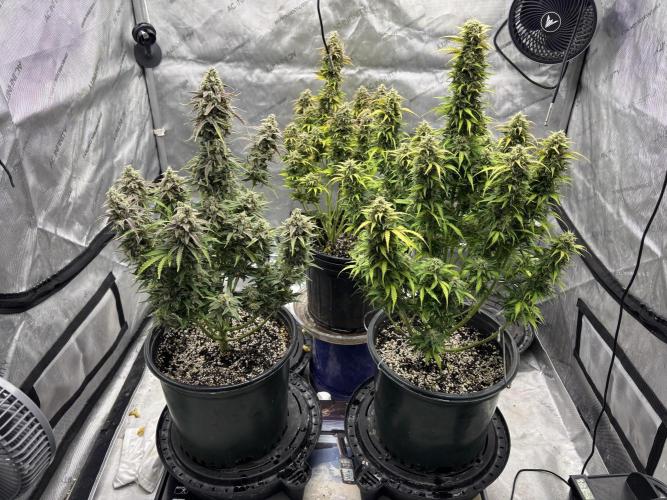 Grape Ape/Cookie Gelato. Week 11