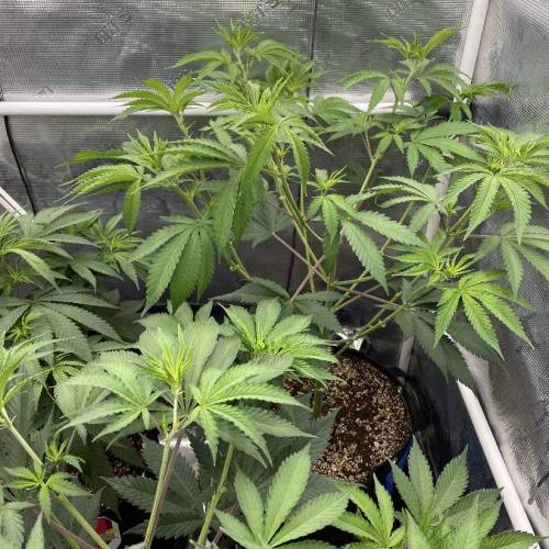 Royal Queen Seeds Candy Kush Express grow journal by ZenSherpa