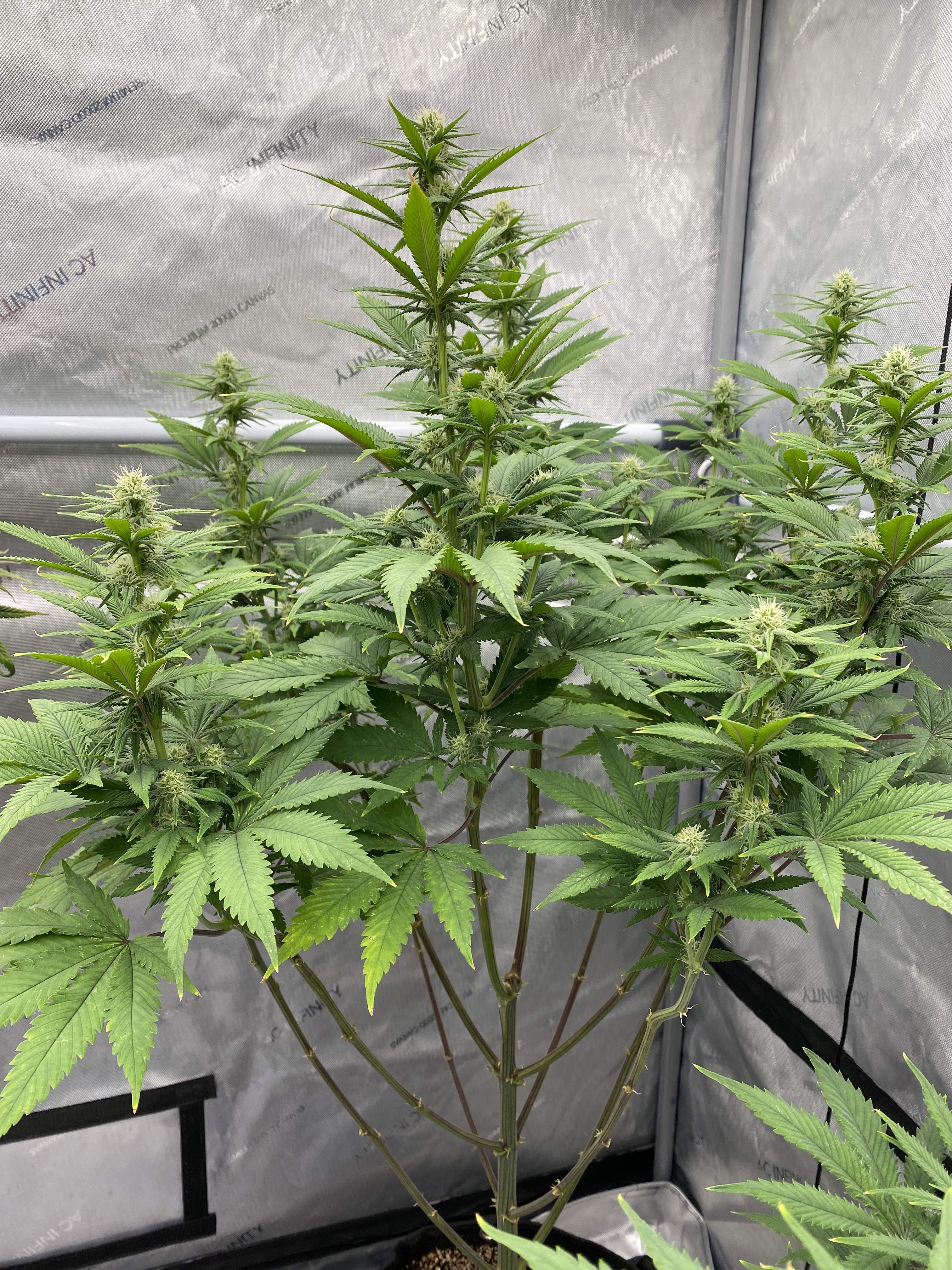Candy Kush Express / Royal Queen Seeds photos GrowDiaries