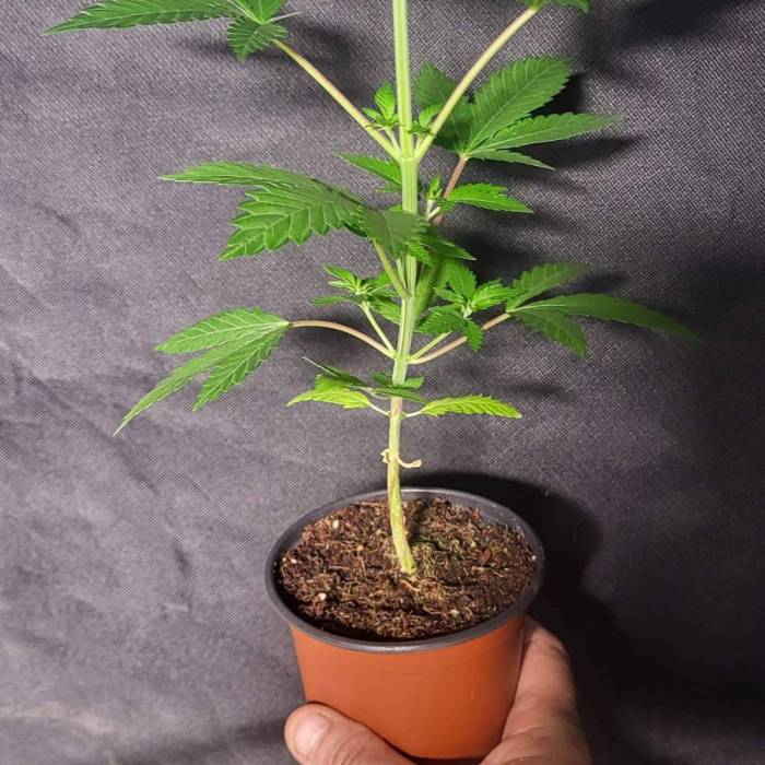 Nana Glue. Week 2 - Week 2