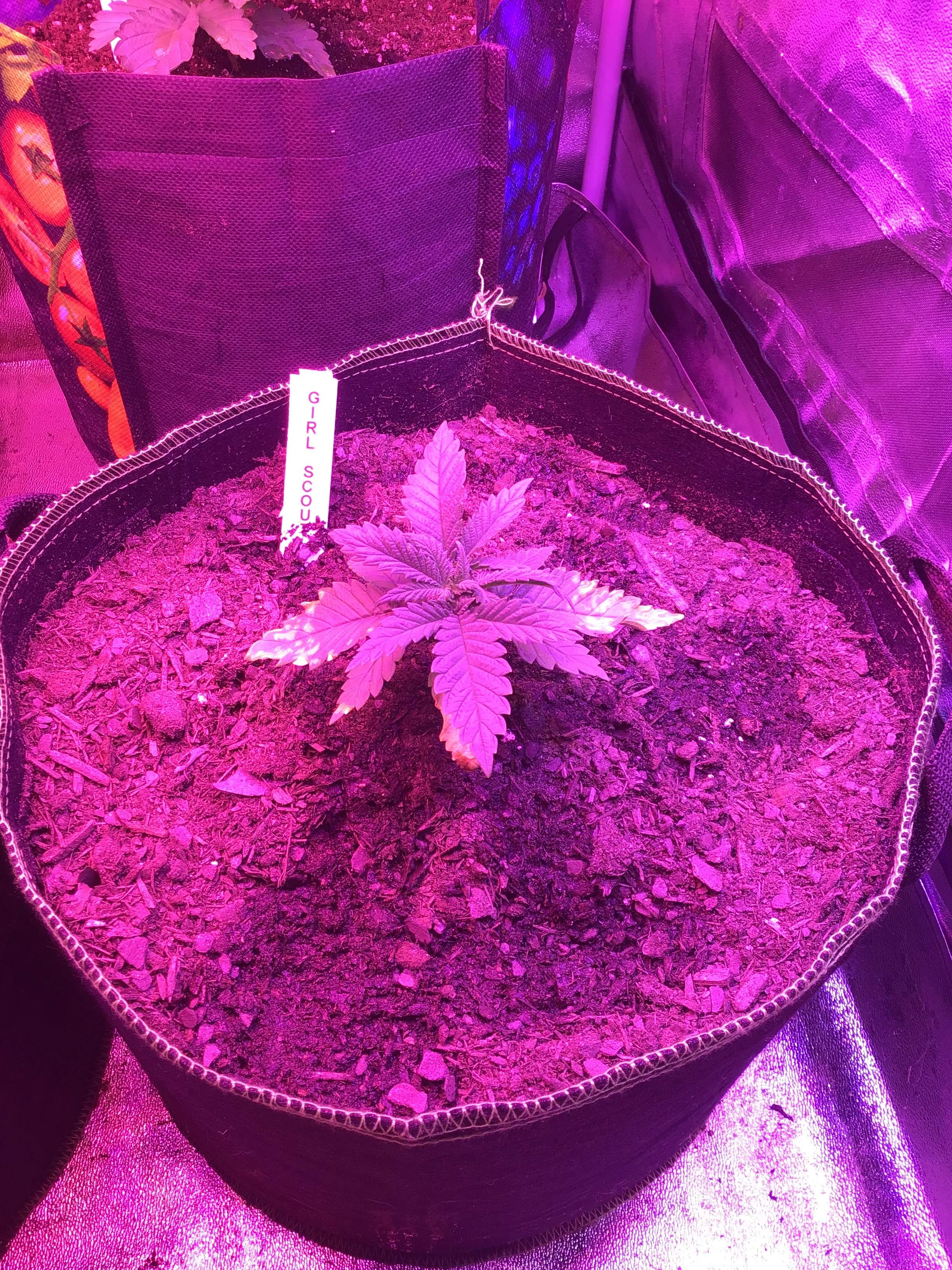 Nirvana Girl Scout Cookies, Nirvana Original Glue, Nirvana Zkittlez