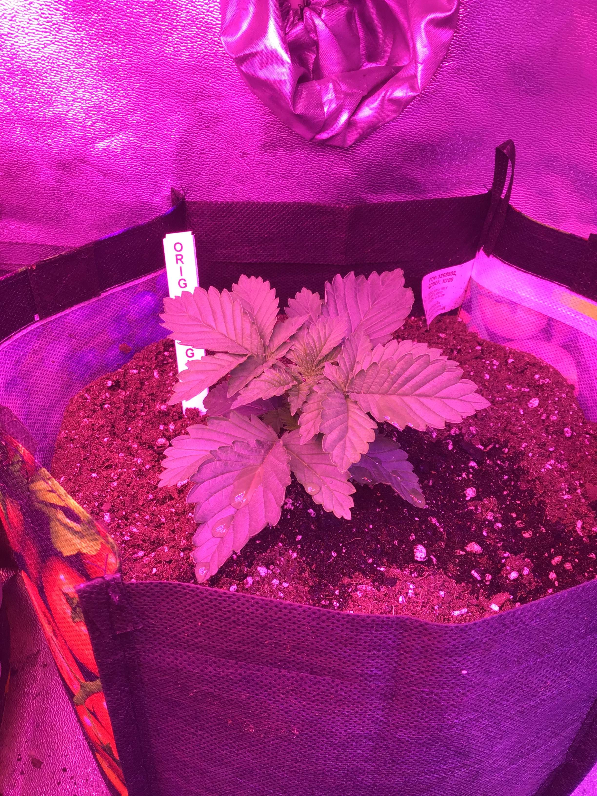 Nirvana Girl Scout Cookies, Nirvana Original Glue, Nirvana Zkittlez