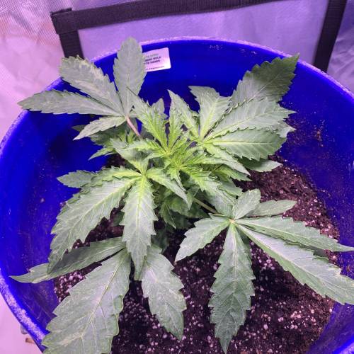 Advanced Seeds Auto Jack Herer grow journal by DC420 GrowDiaries