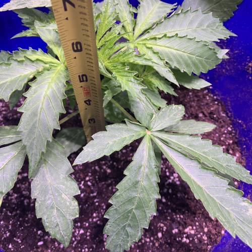 Advanced Seeds Auto Jack Herer grow journal by DC420 GrowDiaries