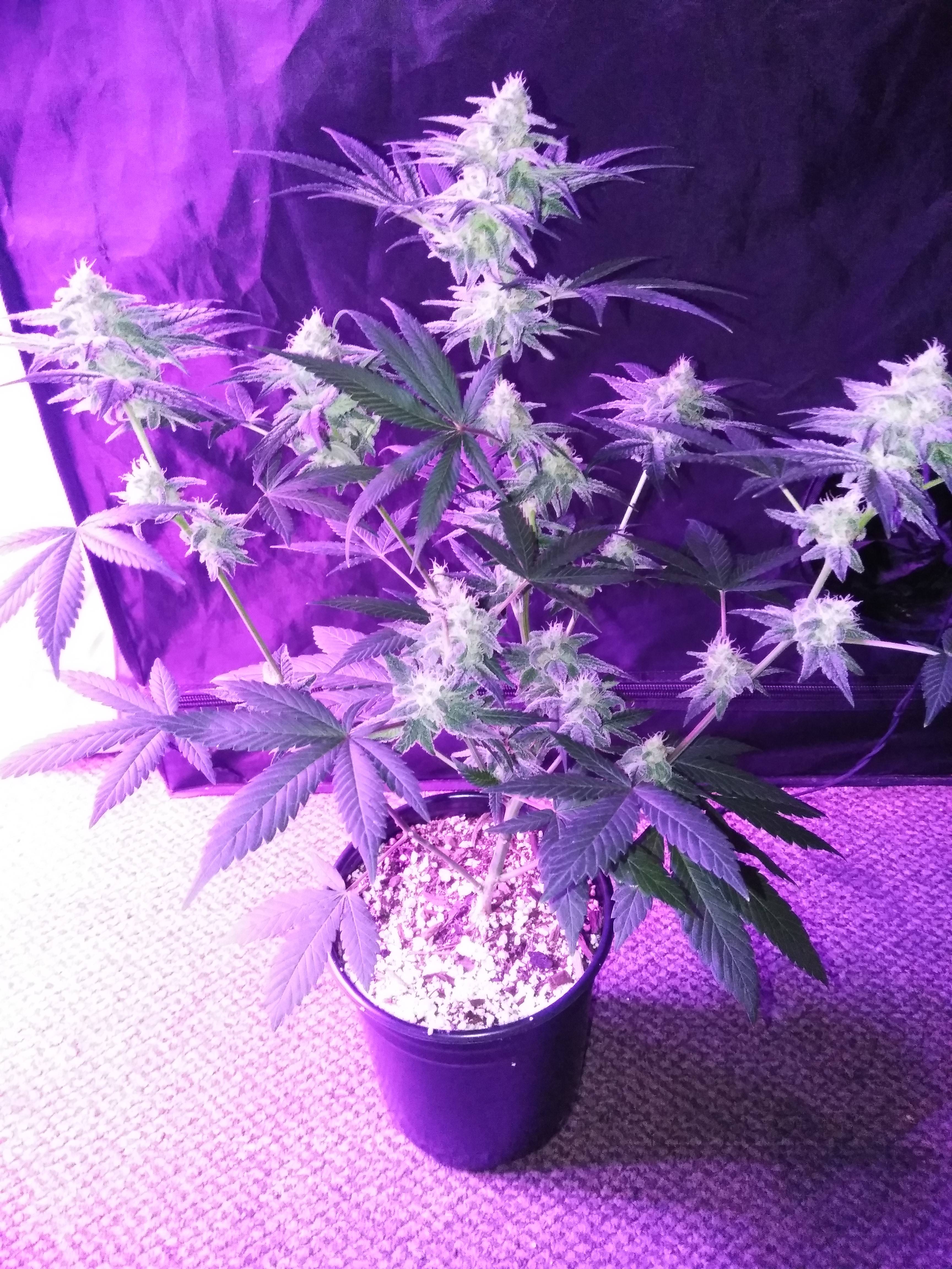 Lucky Train Haze Grow Journal Week10 By Raul Growdiaries Lucky Train Haze Grow Journal Week10 By Raul Growdiaries