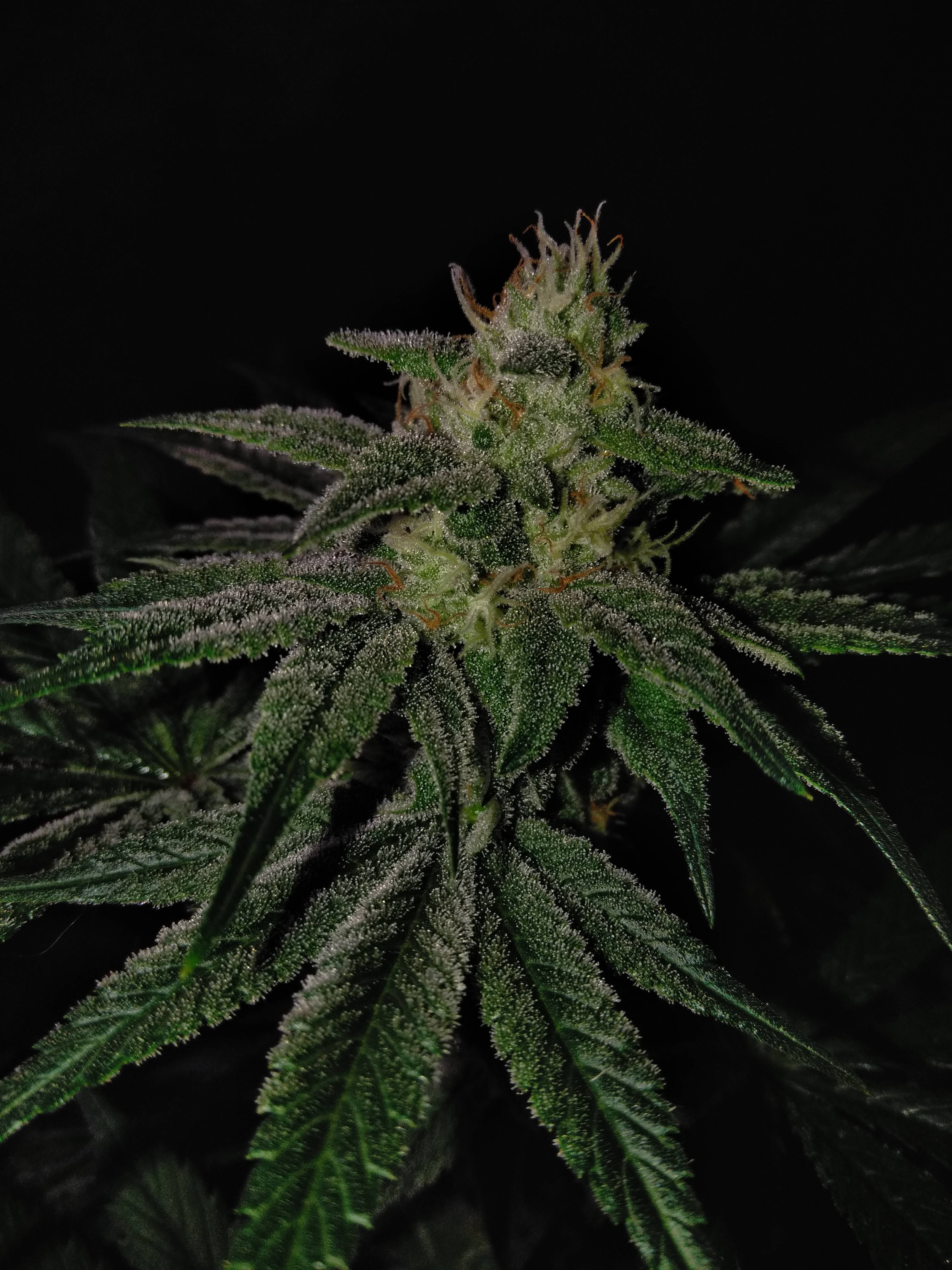 Lucky Train Haze Grow Journal Week10 By Raul Growdiaries Lucky Train Haze Grow Journal Week10 By Raul Growdiaries