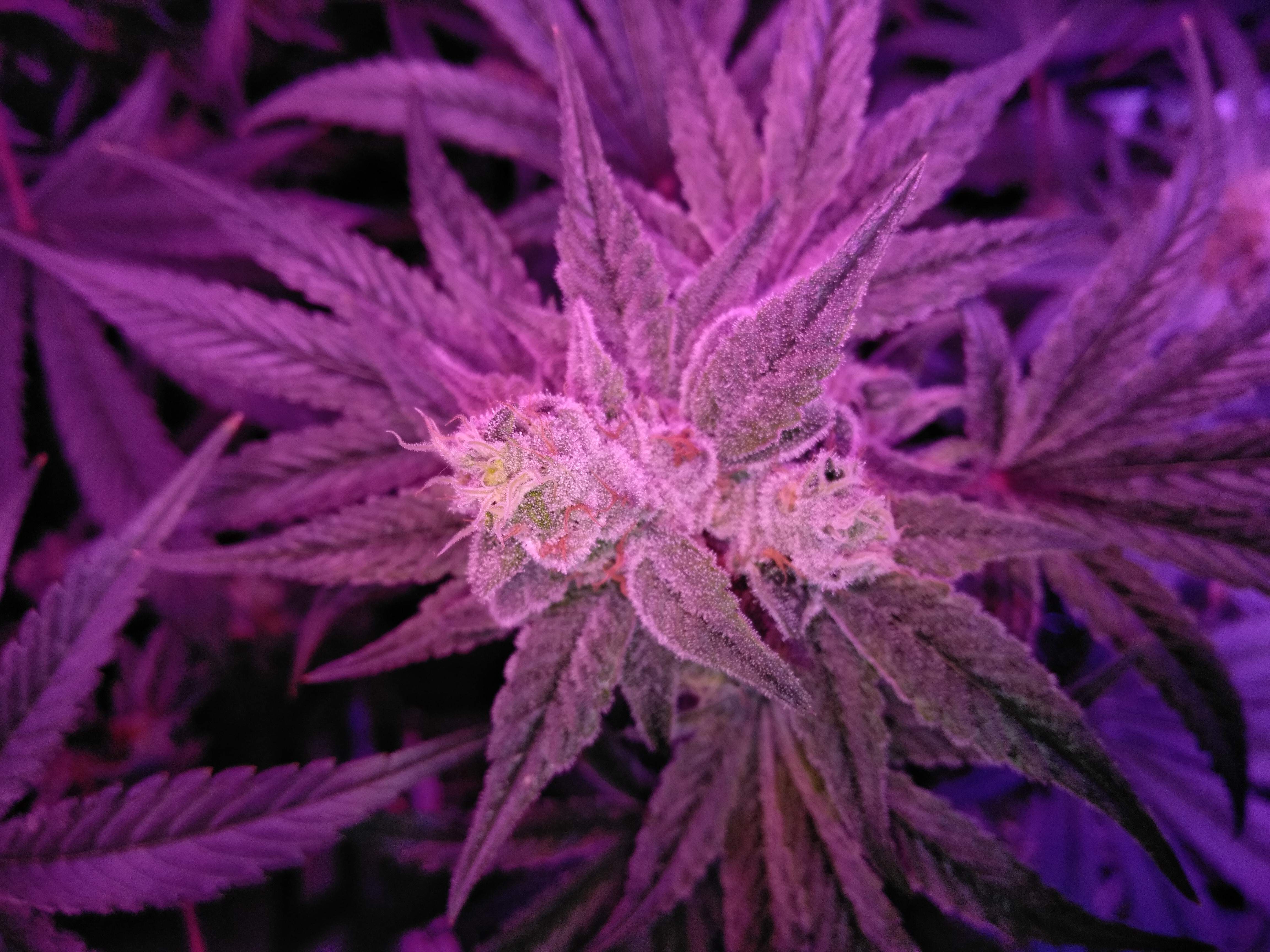 Lucky Train Haze Grow Journal Week12 By Raul Growdiaries Lucky Train Haze Grow Journal Week12 By Raul Growdiaries