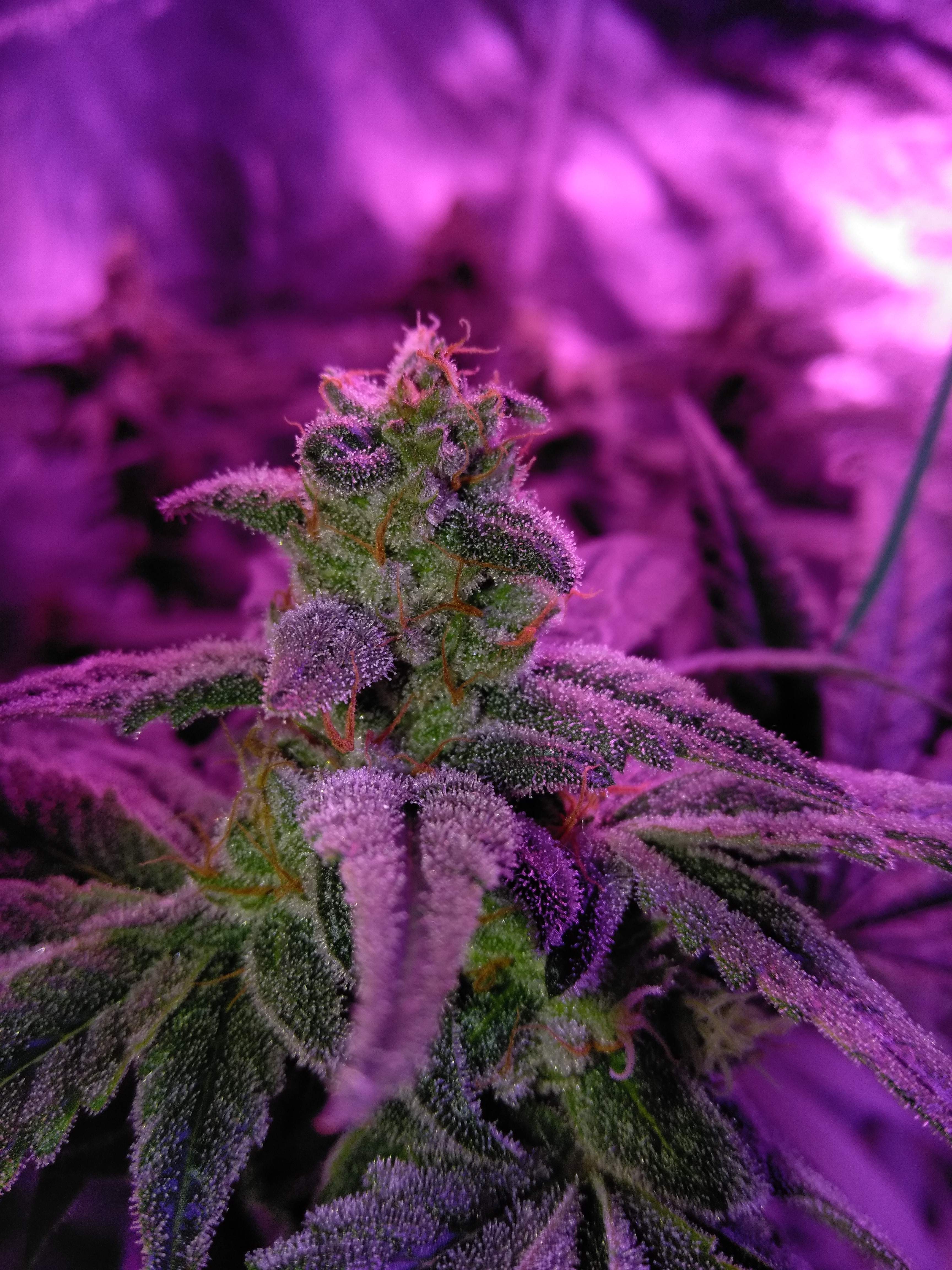 Lucky Train Haze Grow Journal Week12 By Raul Growdiaries Lucky Train Haze Grow Journal Week12 By Raul Growdiaries