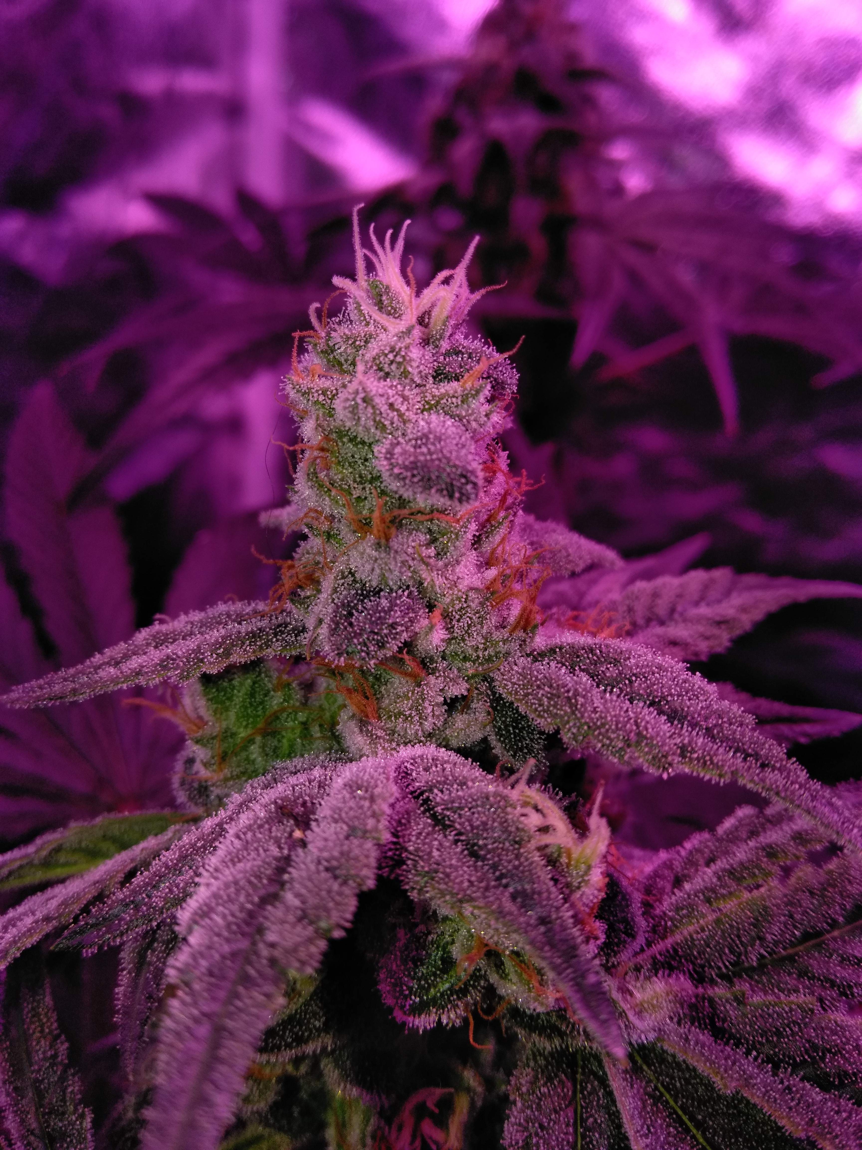 Lucky Train Haze Grow Journal Week12 By Raul Growdiaries Lucky Train Haze Grow Journal Week12 By Raul Growdiaries