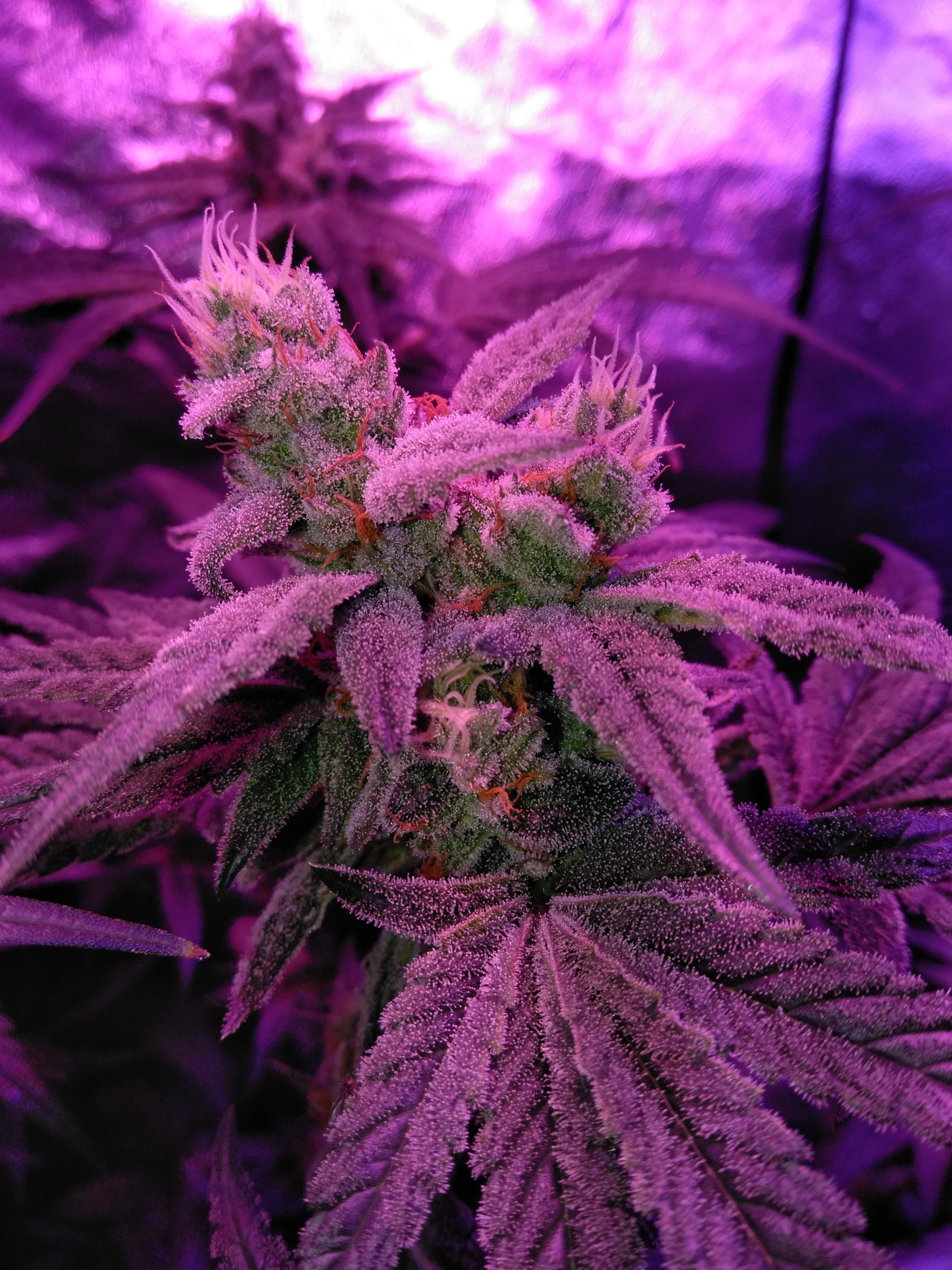 Lucky Train Haze Grow Journal Week12 By Raul Growdiaries Lucky Train Haze Grow Journal Week12 By Raul Growdiaries