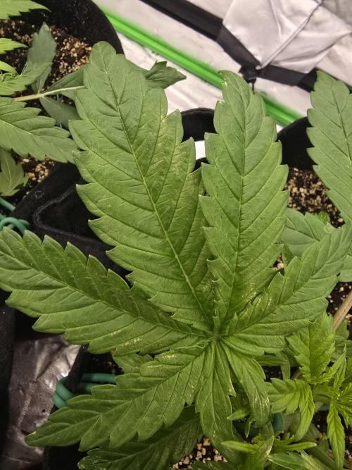 Bigdaddyblue