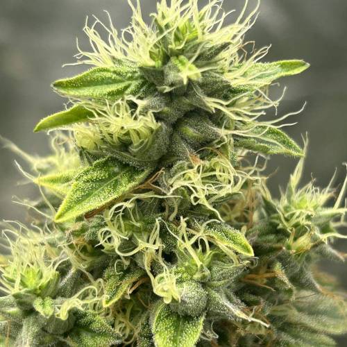 T.H.Seeds BubbleBananaGum grow journal week16 by Jabaum GrowDiaries