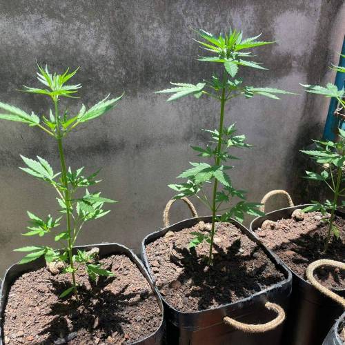 Primeiro Cultivo de automaticas. Week 1 - Dia 26