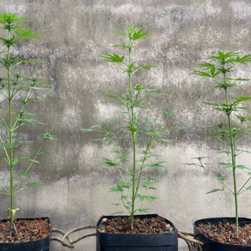 Primeiro Cultivo de automaticas. Week 2 - Dia 34