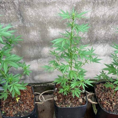 Primeiro Cultivo de automaticas. Week 2 - Dia 34