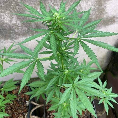 Primeiro Cultivo de automaticas. Week 2 - Dia 34