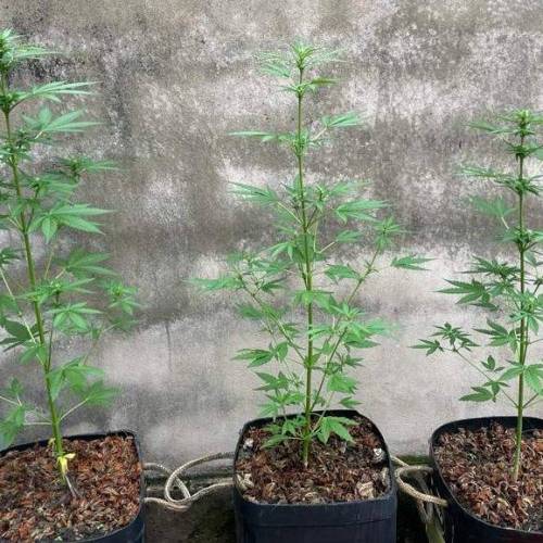 Primeiro Cultivo de automaticas. Week 2 - Dia 34