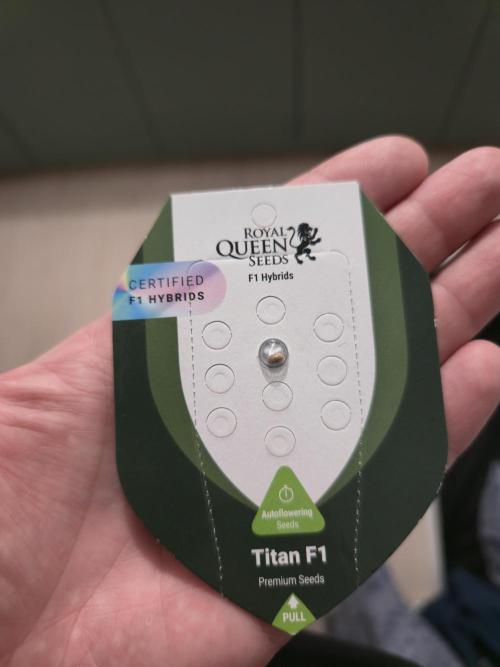 Titan F1 RQS- AliExpress-TEMU Growing. Week 0