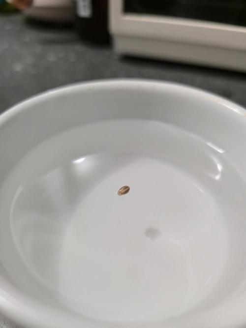 Titan F1 RQS- AliExpress-TEMU Growing. Week 0 - 24 hours in water and darkness.