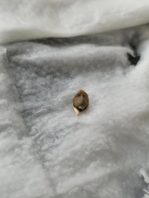 Titan F1 RQS- AliExpress-TEMU Growing. Week 0 - 24 hours in wet paper towels and darkness. 