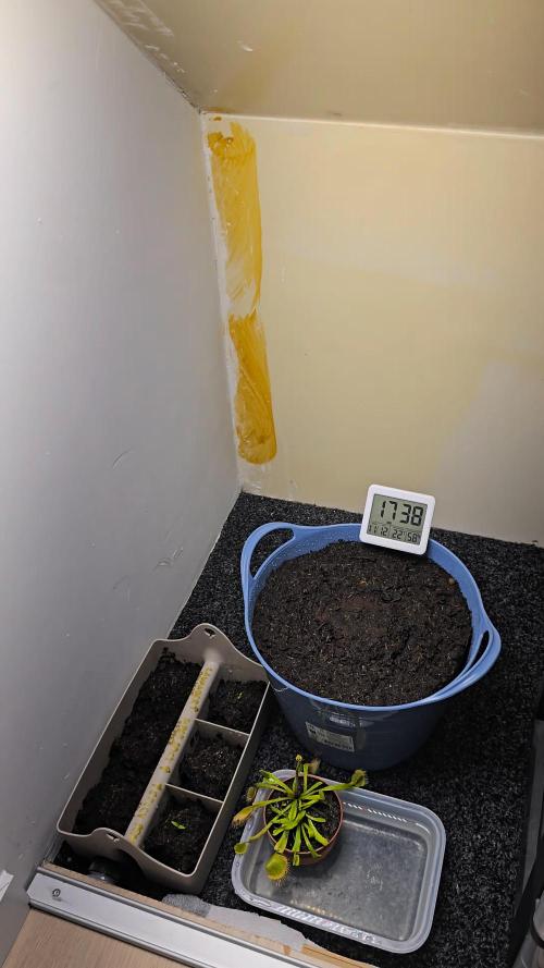 Titan F1 RQS- AliExpress-TEMU Growing. Week 0 - Titan F1 big pot
Ghost peppers small
A Venus Flytrap in water for fun. 