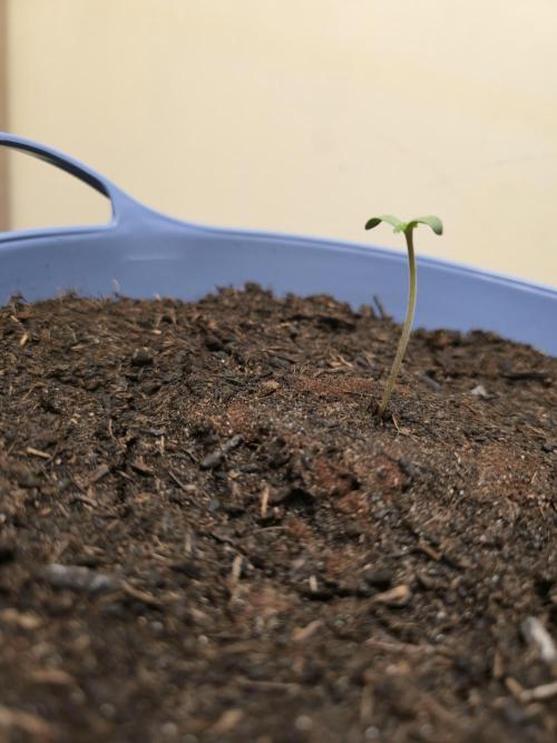 Titan F1 RQS- AliExpress-TEMU Growing. Week 1