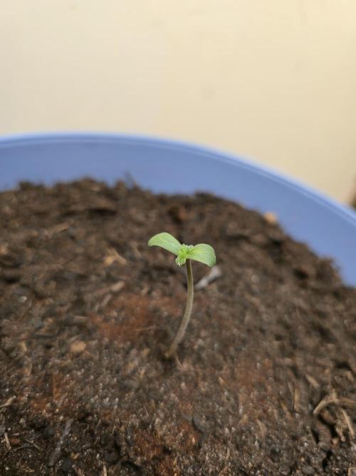 Titan F1 RQS- AliExpress-TEMU Growing. Week 1