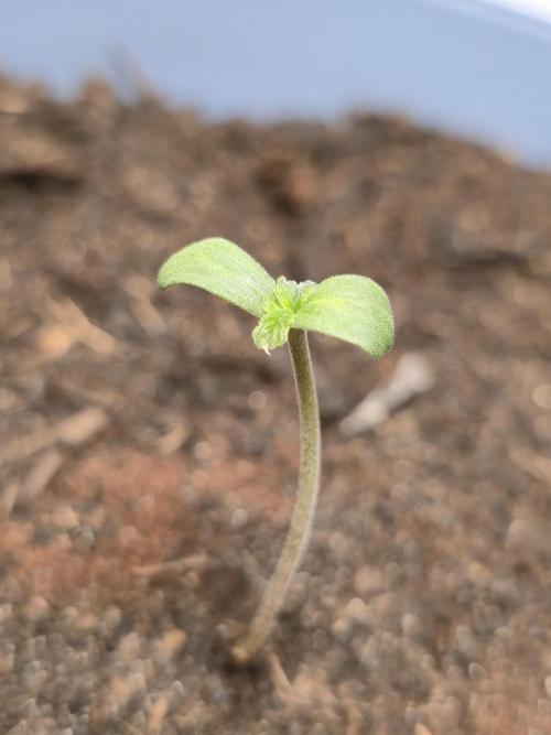 Titan F1 RQS- AliExpress-TEMU Growing. Week 1