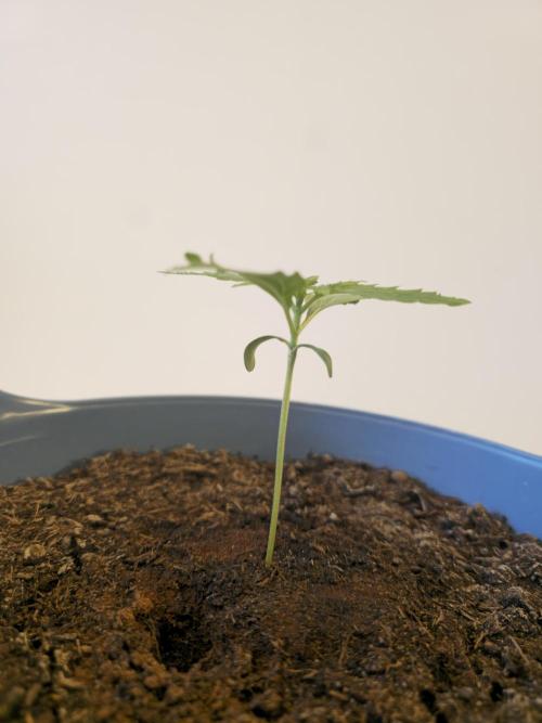 Titan F1 RQS- AliExpress-TEMU Growing. Week 2 - 10 cm tall.