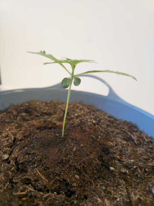 Titan F1 RQS- AliExpress-TEMU Growing. Week 2