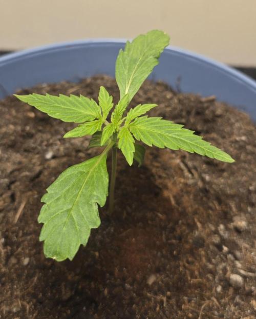 Titan F1 RQS- AliExpress-TEMU Growing. Week 2