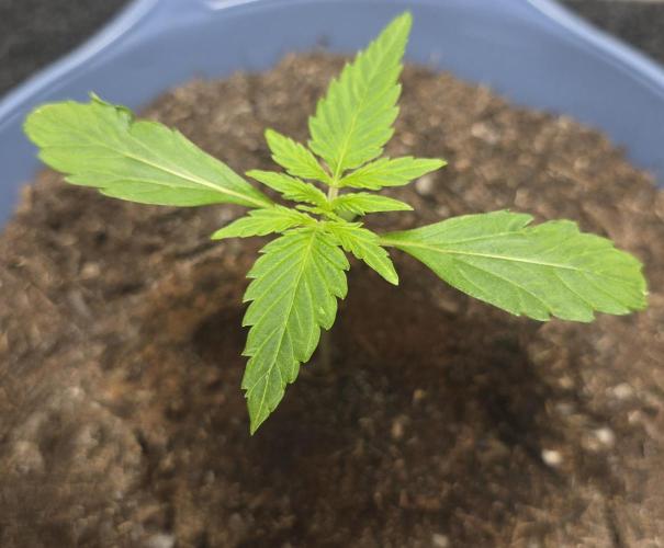 Titan F1 RQS- AliExpress-TEMU Growing. Week 2