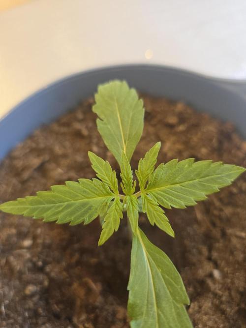 Titan F1 RQS- AliExpress-TEMU Growing. Week 2