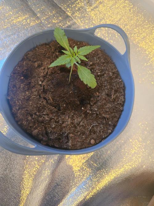 Titan F1 RQS- AliExpress-TEMU Growing. Week 2