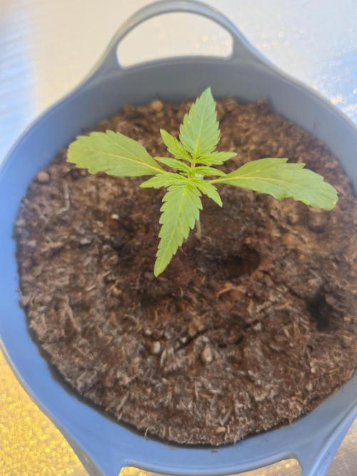 Titan F1 RQS- AliExpress-TEMU Growing. Week 2