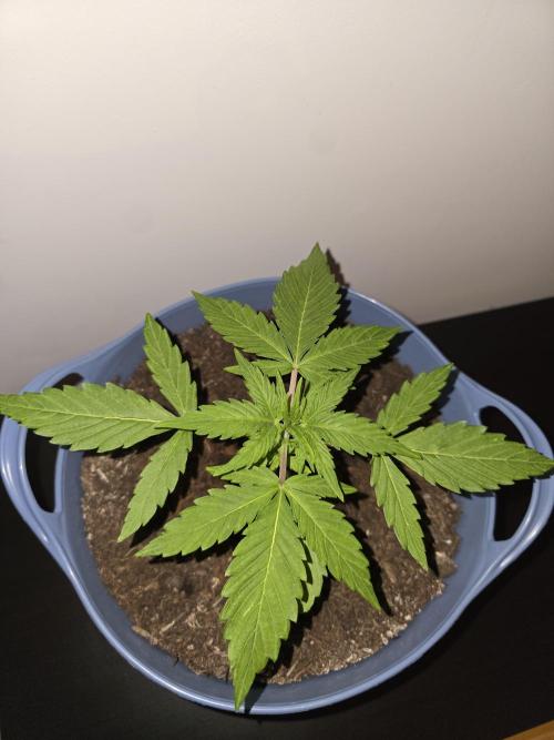 Titan F1 RQS- AliExpress-TEMU Growing. Week 3