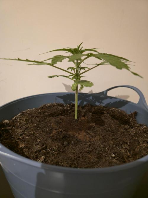 Titan F1 RQS- AliExpress-TEMU Growing. Week 3