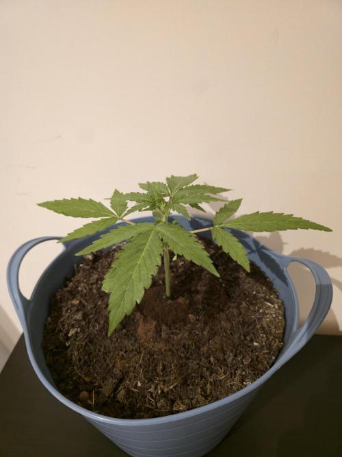 Titan F1 RQS- AliExpress-TEMU Growing. Week 3