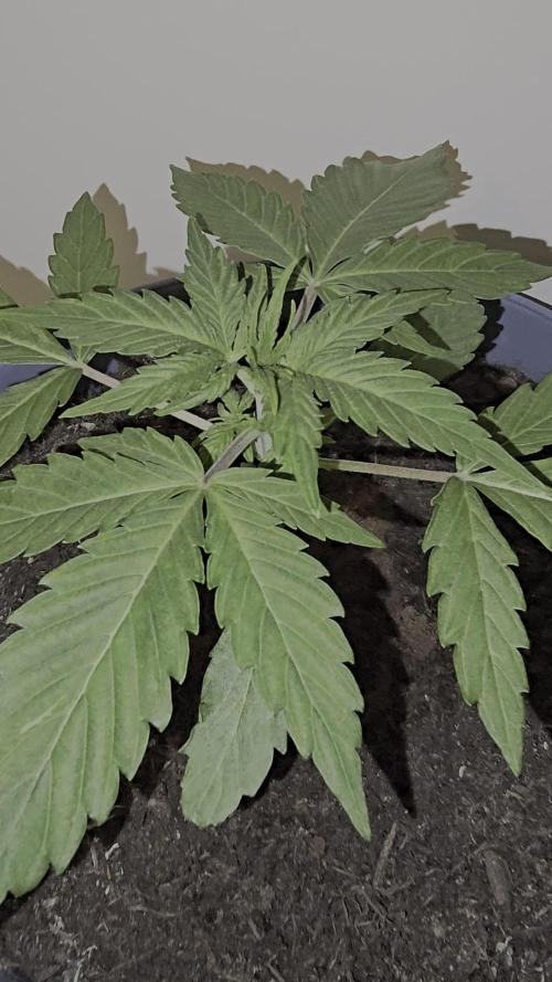 Titan F1 RQS- AliExpress-TEMU Growing