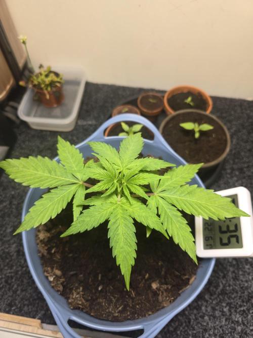 Titan F1 RQS- AliExpress-TEMU Growing. Week 4 - Beginning of the week.