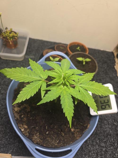 Titan F1 RQS- AliExpress-TEMU Growing. Week 4