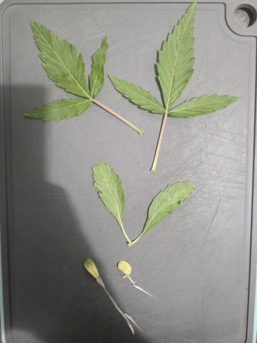 Titan F1 RQS- AliExpress-TEMU Growing. Week 4 - This is the first defoliation around half week. 