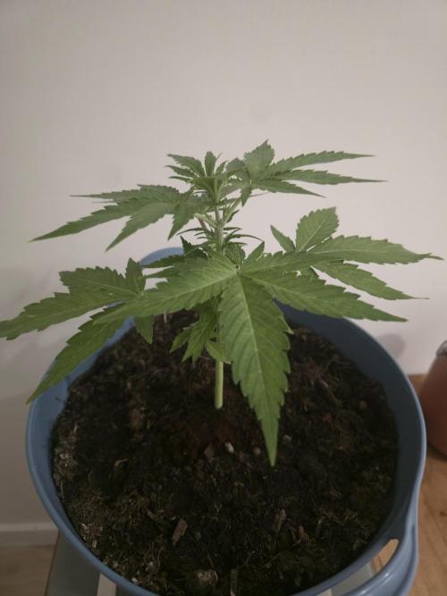 Titan F1 RQS- AliExpress-TEMU Growing. Week 4