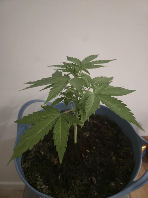 Titan F1 RQS- AliExpress-TEMU Growing. Week 4