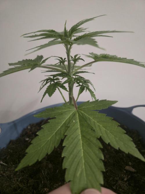 Titan F1 RQS- AliExpress-TEMU Growing. Week 4