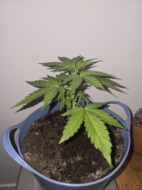 Titan F1 RQS- AliExpress-TEMU Growing. Week 4