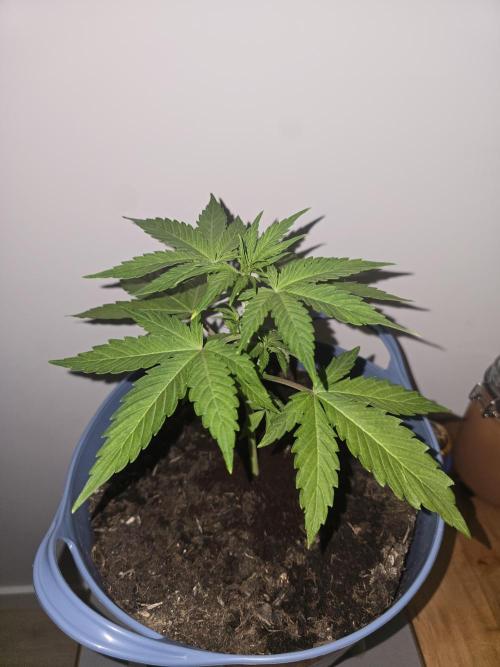 Titan F1 RQS- AliExpress-TEMU Growing. Week 4 - Looking good?