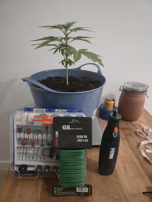 Titan F1 RQS- AliExpress-TEMU Growing. Week 4 - Preparation for my first LST.