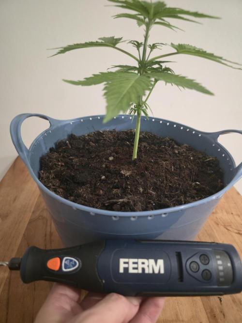 Titan F1 RQS- AliExpress-TEMU Growing. Week 4 - Holes all around the pot to apply freely and easier the LST. 